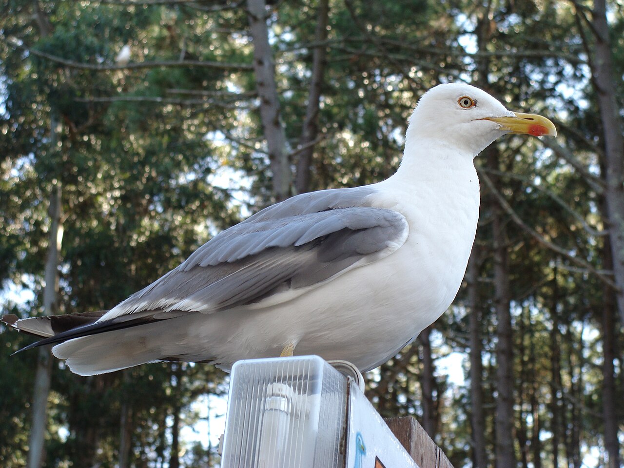 Avistamiento de aves